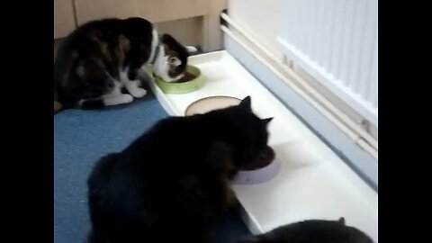 Cat gang