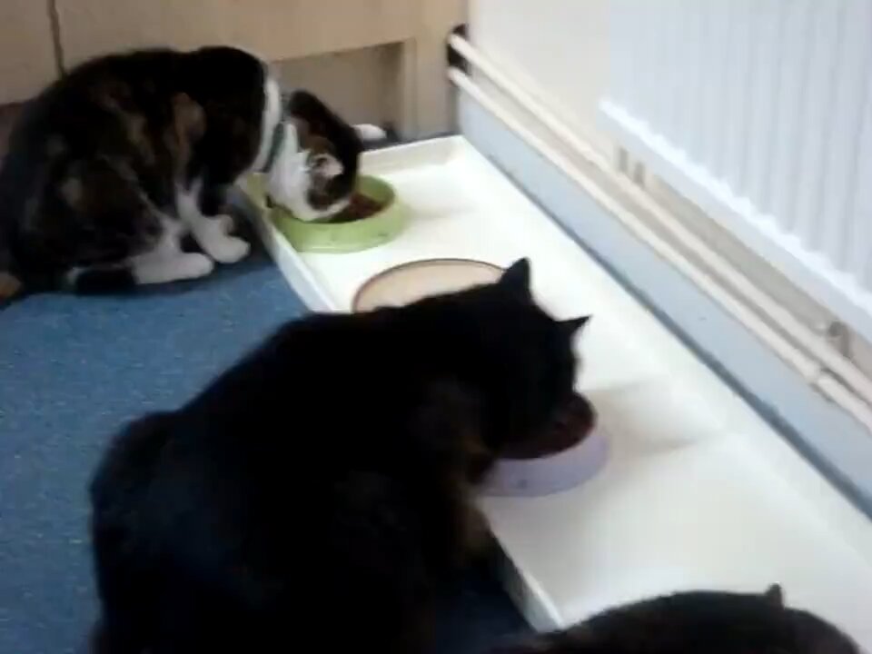 Cat gang