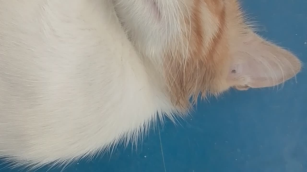 My cat is beautiful