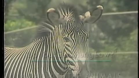 @ Kidsongs: A Day With The Animals