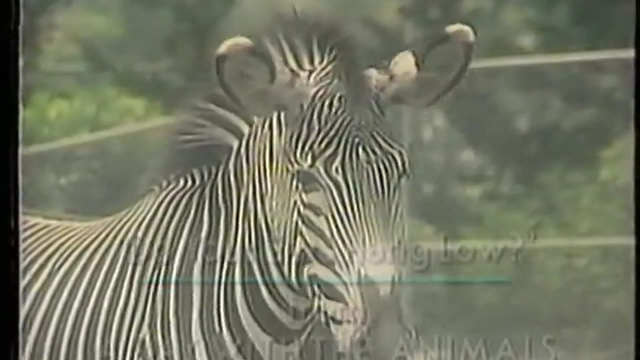 @ Kidsongs: A Day With The Animals