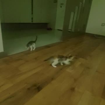 دنبال بازی بچه گربه های خوشگل و مامانی