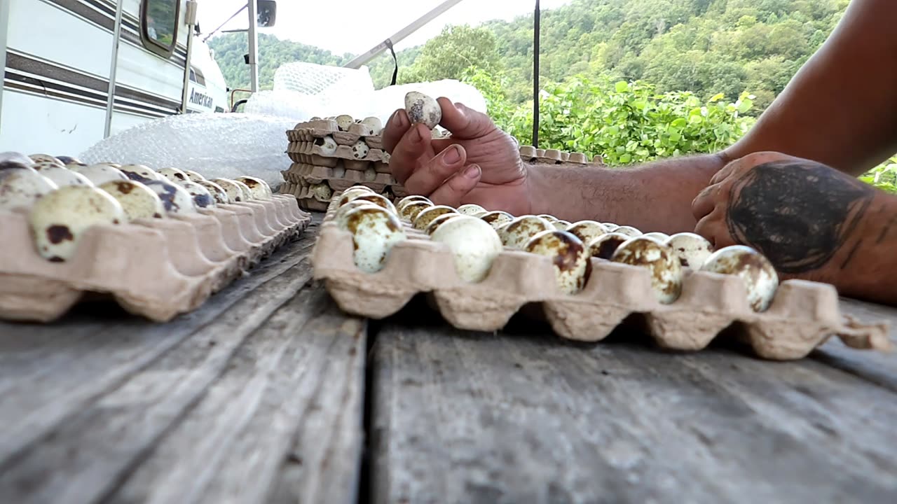 quail hatching eggs