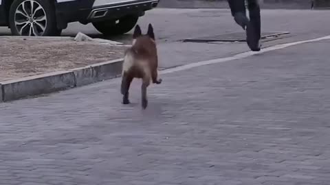 smart 👍 dog