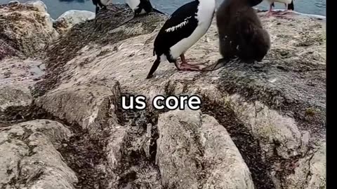 😂🐧 Penguins Core! | FunFM