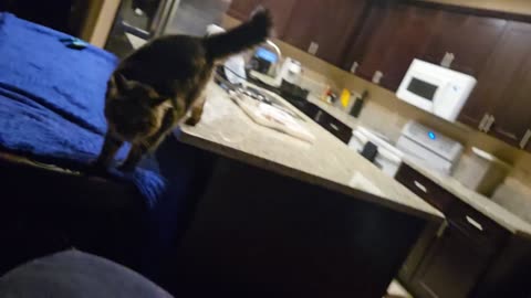 😂🐶 You Won't Believe How This Pet Moves! | FunFM