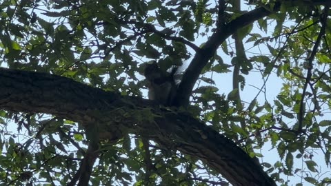 Red tailed squirrel making quick work of the peanut shell