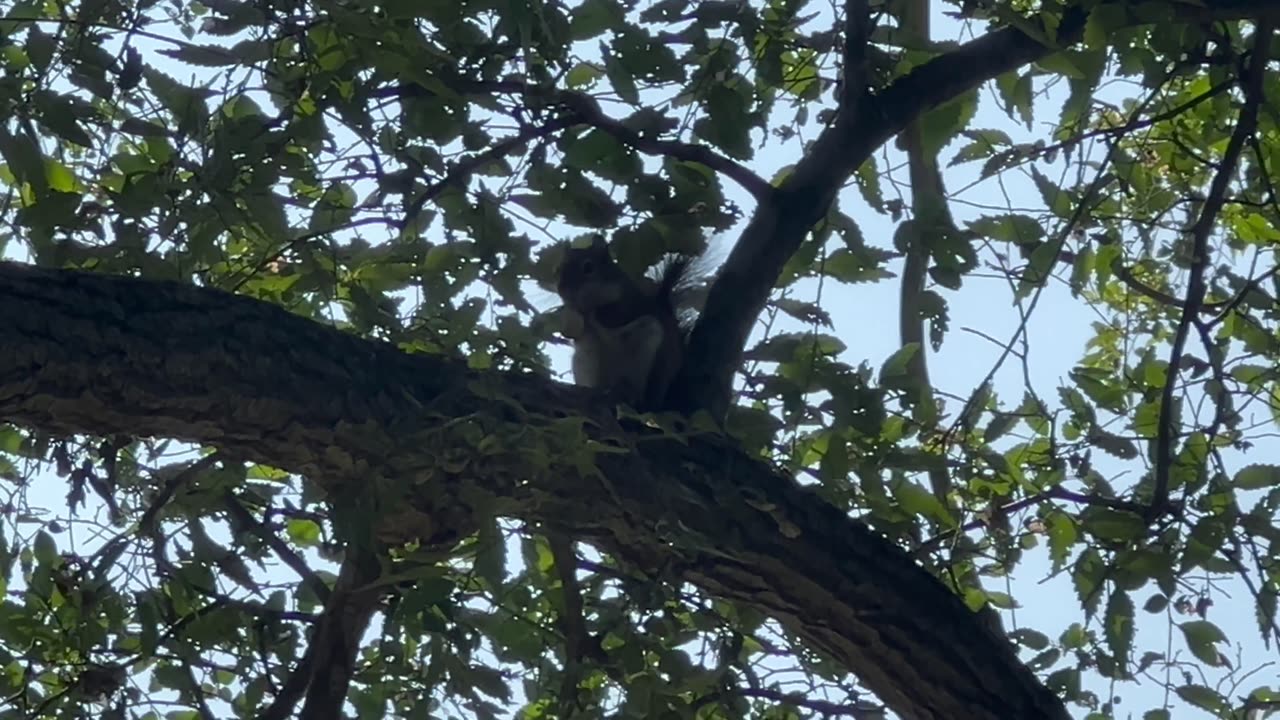 Red tailed squirrel making quick work of the peanut shell