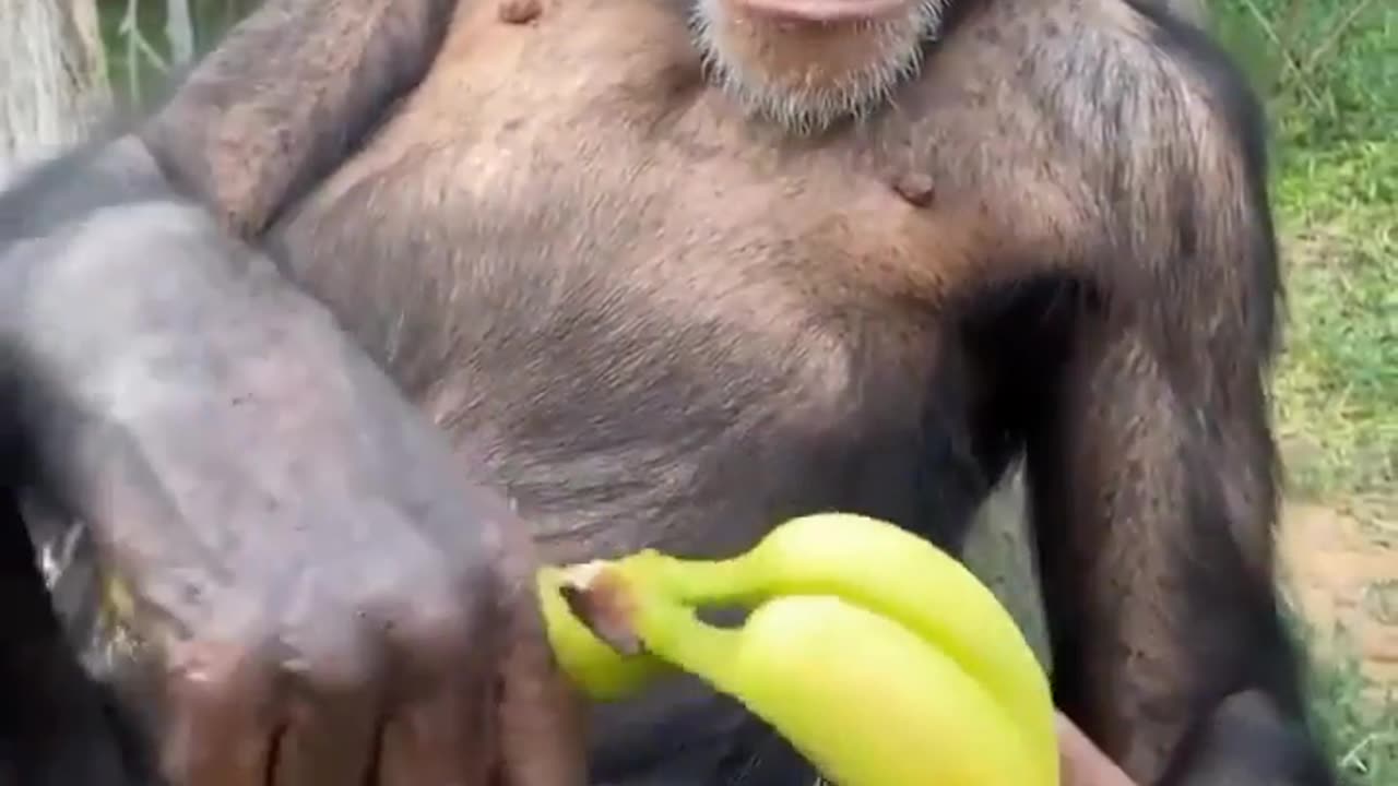 lovely funny video