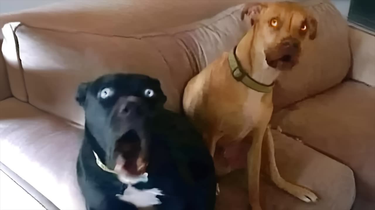 Funniest Animal Videos