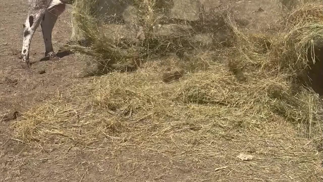 Samson the Longhorn Salad Tossing Bull