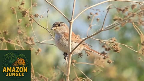 Shrike – The Fierce Songbird of the Jungle 🐦🔥 | Rare Hunting Behavior Captured!
