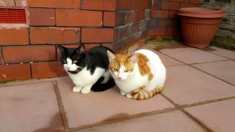 Synchronized CATs🐈😹