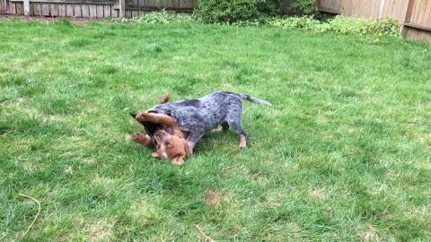 epic backyard wrestle