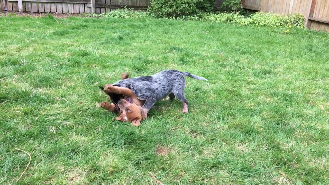 epic backyard wrestle