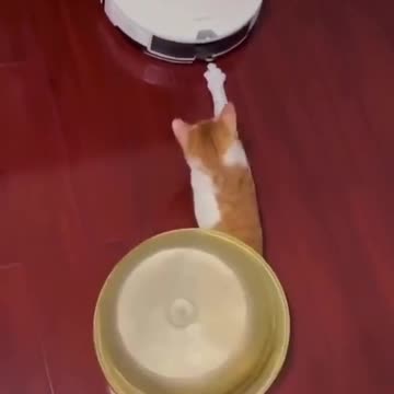 Cat doing its part against the robot takeover