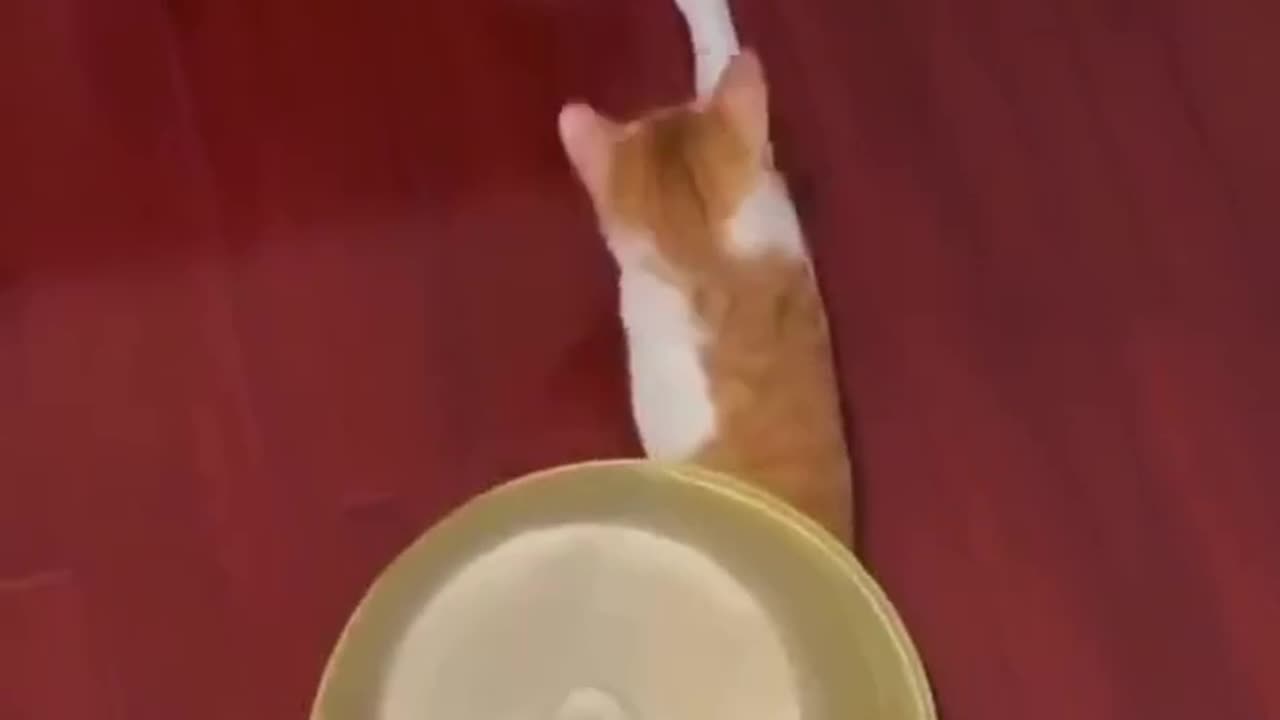 Cat doing its part against the robot takeover