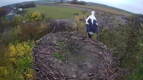 The thieving stork is sneaking away more twigs 😕