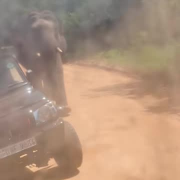 Elephant attacking safari tourists! | Elephant Charges Safari Vehicle | Real Wildlife Encounter