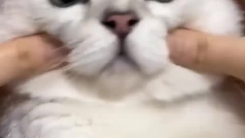 🐱 Funny cat videos