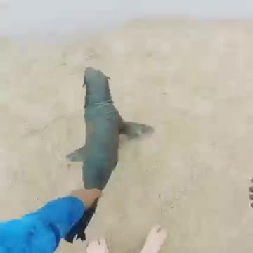 Sea Lion flocking into the ocean! 🔥One gets freed from wires wrapped around him/her!