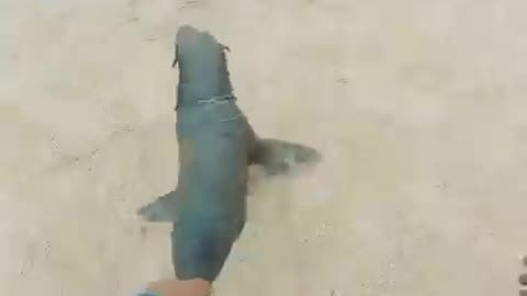 Sea Lion flocking into the ocean! 🔥One gets freed from wires wrapped around him/her!