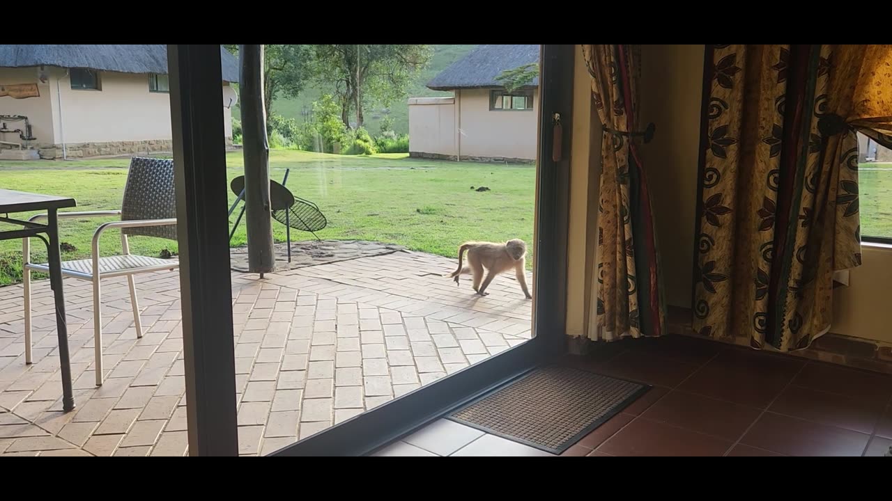 Chacma Baboon Tests Door Handle