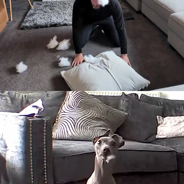 Funny Animals Videos Vs Me