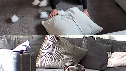 Funny Animals Videos Vs Me