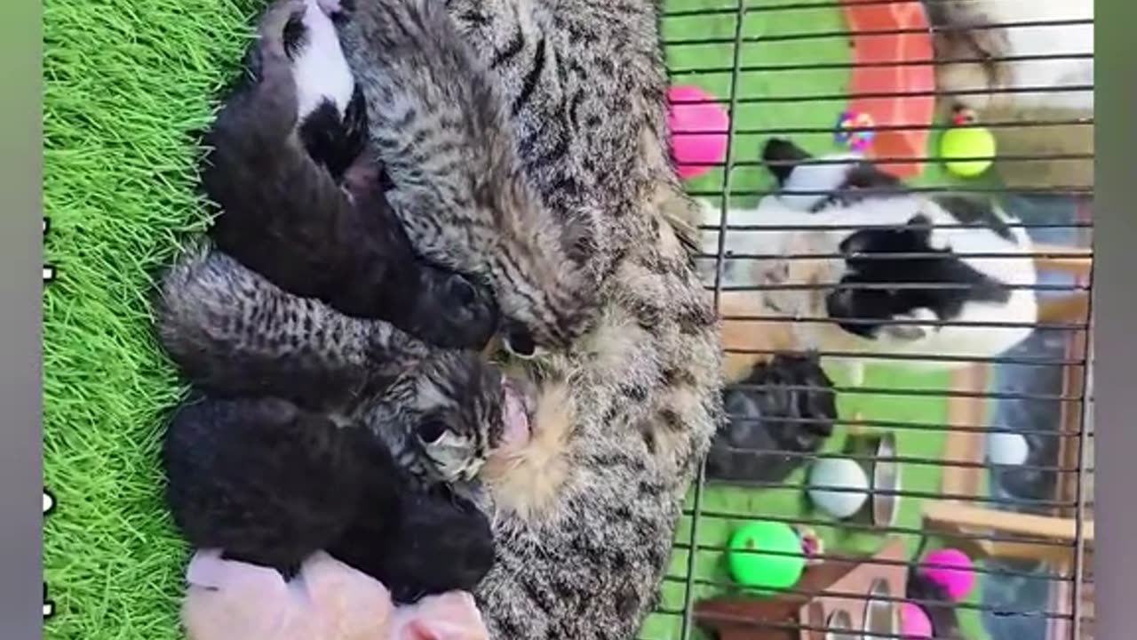 ДА СПАСИШ БЕЗДОМНА КОТКА