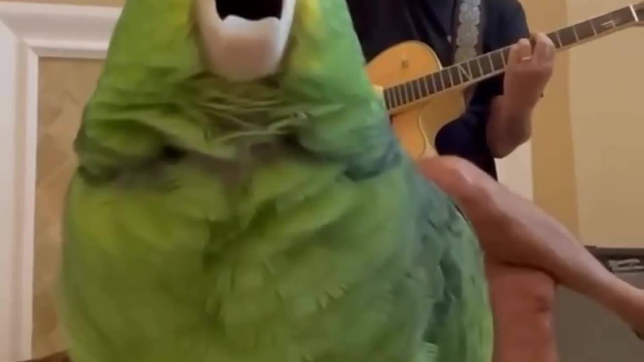 cute parrot