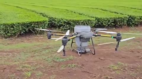Fertilizer application on tea plantation using drones