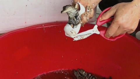 The baby pet crocodile is born.