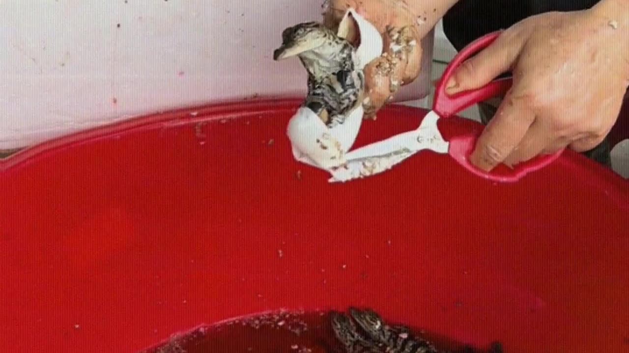 The baby pet crocodile is born.