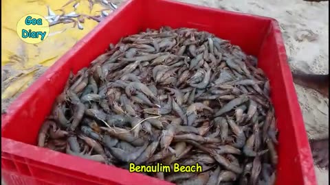 Goa Day-10: Colva beach, Walking to Sernambatim beach, Benaulim Beach, Trinity beach and Varca Beach