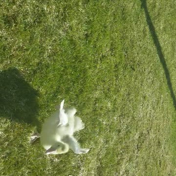 Baby Lemongrab demonstrating that he's the embodiment of speed. Go little man go!| #sparklegleamfarm