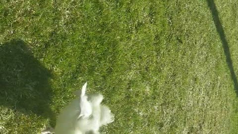 Baby Lemongrab demonstrating that he's the embodiment of speed. Go little man go!| #sparklegleamfarm