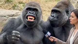 Gorillas are upset the had the Obama's head placed on their bodies. LOL Ai