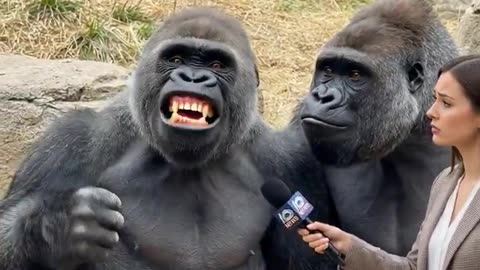Gorillas are upset the had the Obama's head placed on their bodies. LOL Ai