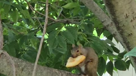 🐿️🍕 You Won't Believe This Squirrel's Pizza Party! | FunFM