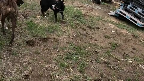 🐾Scrap🐕Chase🧲