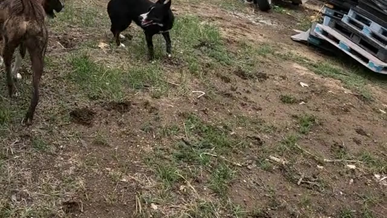 🐾Scrap🐕Chase🧲