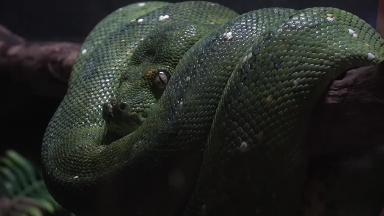 Green Tree Python