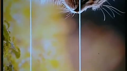 Secret Trick to Better Photos