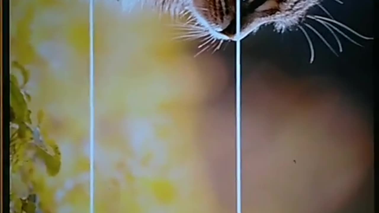 Secret Trick to Better Photos
