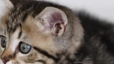 Cutest Thing You’ll See All Day 😻💫 This Cat Is Pure Happiness!