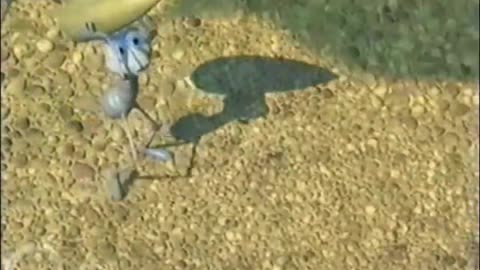 02.160.bug-life-plant-vision