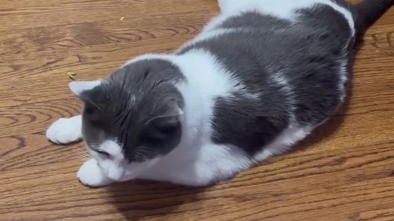 this parrot calls the cat… but wait till you hear how! 😂