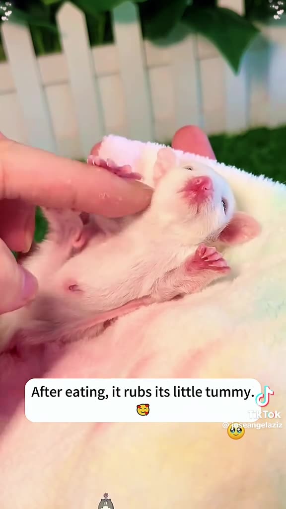 SUGAR GLIDER TUESDAY 11/4/25