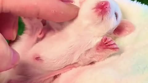 SUGAR GLIDER TUESDAY 11/4/25